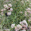 Narrow leaf Milkweed