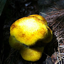 Chicken-fat suillus