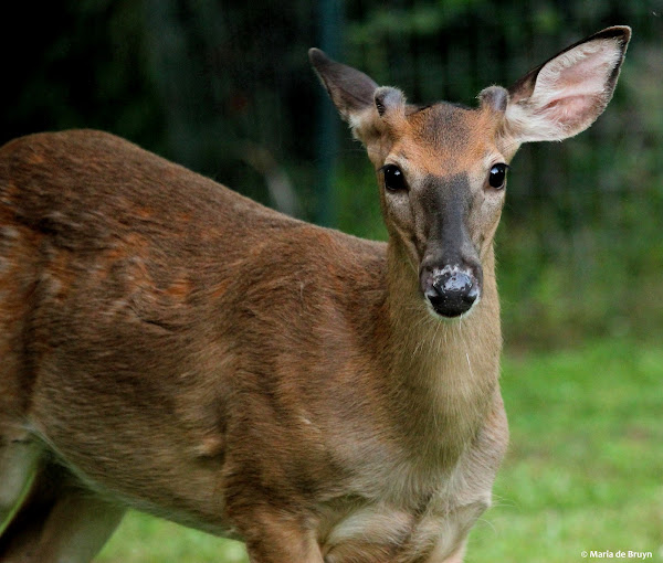 Whitetailed deer, yearling buck Project Noah