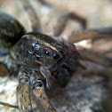 Wolf Spider