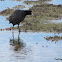 Coot