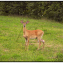 White-Tailed Deer