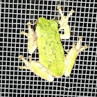 Common Gray or Cope's Gray Treefrog