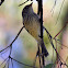 Rufous Whistler