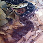 Southern pacific rattlesnake