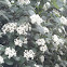 Flower durillo