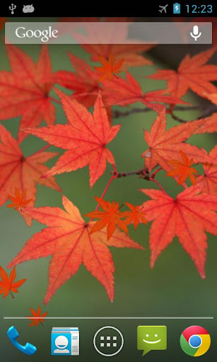 Maple Leaf Live Wallpaper