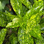 Spotted Laurel