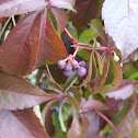 Parthenocissus