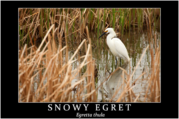Spotting Image 1