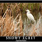Snowy Egret