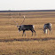 Reindeer