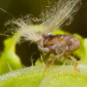 Passion Vinehopper nymph.