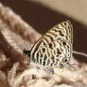 Common blue