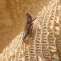 Planthopper