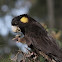 Yellow Tailed Black Cockatoo