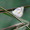 Striped Albatross
