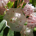 Mountain-laurel