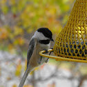 Black Capped Chick-a-dee