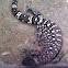 Beaded lizard