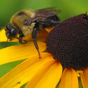 Bee on Black Eyed Susan