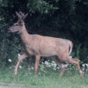 White Tailed Deer