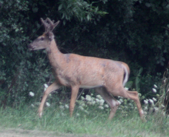 Spotting Image 1