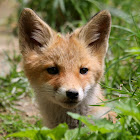 Red Fox