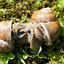 Burgundy snail (Weinbergschnecke)