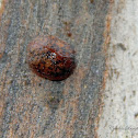 Australian Tortoise Beetle