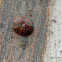 Australian Tortoise Beetle