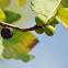 Fig