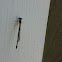 Damselflies