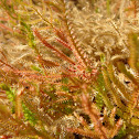 Lycopodiella lateralis