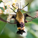Hummingbird Moths