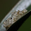White Crab Spider
