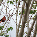 Northern Cardinal