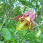 Red Columbine