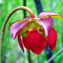 Purple Pitcher Plant