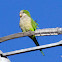 Monk Parakeet
