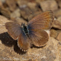 African Grass Blue