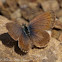 African Grass Blue
