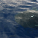 whale shark