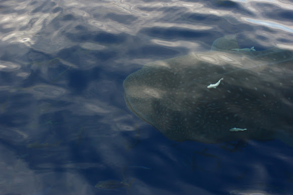 Spotting Image 1