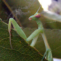 California Mantis