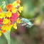 Green Orchid bee