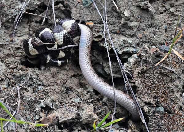 Ca. King Snake eating Ca. Night Snake | Project Noah