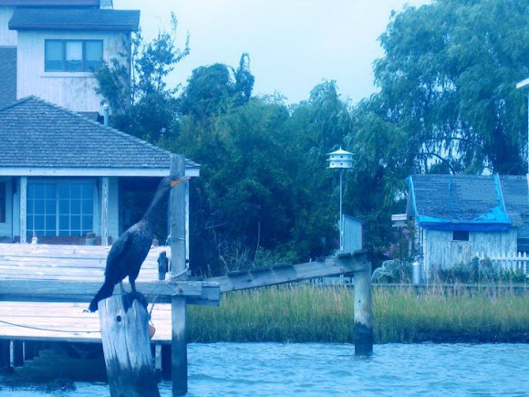 Spotting Image 1