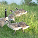 Canada Goose