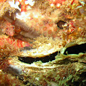 Coral hawkfish